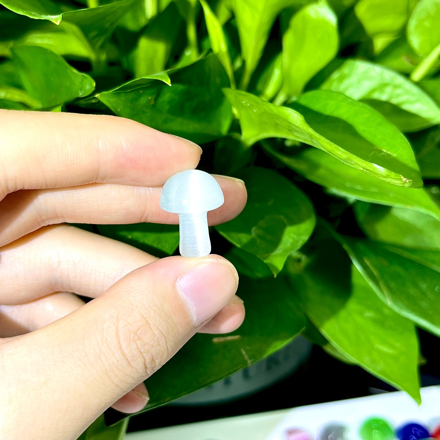 Mini Cat's eye Mushroom