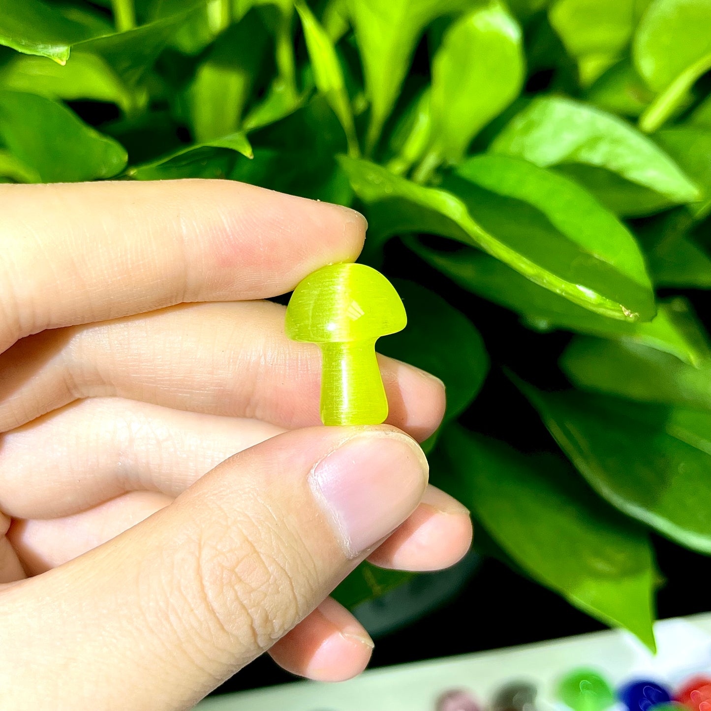 Mini Cat's eye Mushroom