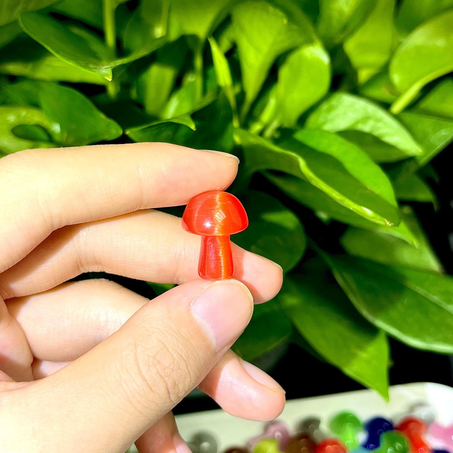 Mini Cat's eye Mushroom